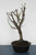 Japanese Flowering Apricot Specimen Bonsai Tree (#51) with White Flower Color [SAMPLE] - Back View Image