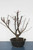 Japanese Flowering Apricot Specimen Bonsai Tree (#69) with Light Pink Flower Color [SAMPLE] - Back View Image
