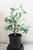 Cork Bark Oak Pre-Bonsai Tree - 2 Gallon, start to show hansome corky bark on trunk