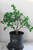 Cork Bark Oak Pre-Bonsai Tree - 2 Gallon, start to show hansome corky bark on trunk