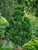 Thoweil Hinoki Cypress (Chamaecyparis obtusa ‘Thoweil’) Pre-Bonsai Tree - 4 Inch - Mature Tree Example Image from Iseli Nursery's Website