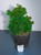 Thoweil Hinoki Cypress (Chamaecyparis obtusa ‘Thoweil’) Pre-Bonsai Tree - 4 Inch - Alternate  Image