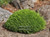 Tsukumo Sawara Cypress (Chamaecyparis pisifera 'Tsukumo') Pre-Bonsai Tree - 4 Inch - Mature Tree Exmaple Image from Iseli Nursery
