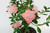 Japanese Satsuki Azalea 'Star Light '  6 Inch Pre-Bonsai Tree