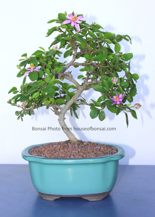 Lavender Star Flower Gift Ready Bonsai Tree - Large - Main Image