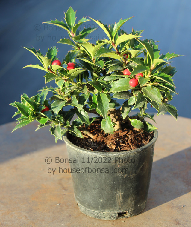 Dwarf Rock Garden Holly Ilex Pre-Bonsai Tree - 4 Inch - Turntable Main Image