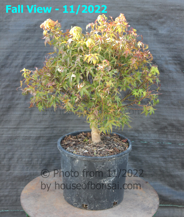 Dwarf Japanese Green Maple 'Sharp's Pygmy' Pre-Bonsai Tree - 3 Gallon - Main Image