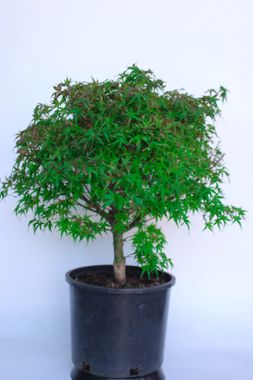 Dwarf Japanese Green Maple 'Sharp's Pygmy' Pre-Bonsai Tree - 3 Gallon