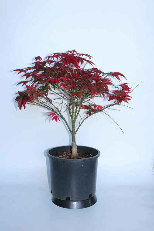 Dwarf Japanese Red Maple 'Rhode Island Red' Pre-Bonsai Tree - 3 Gallon