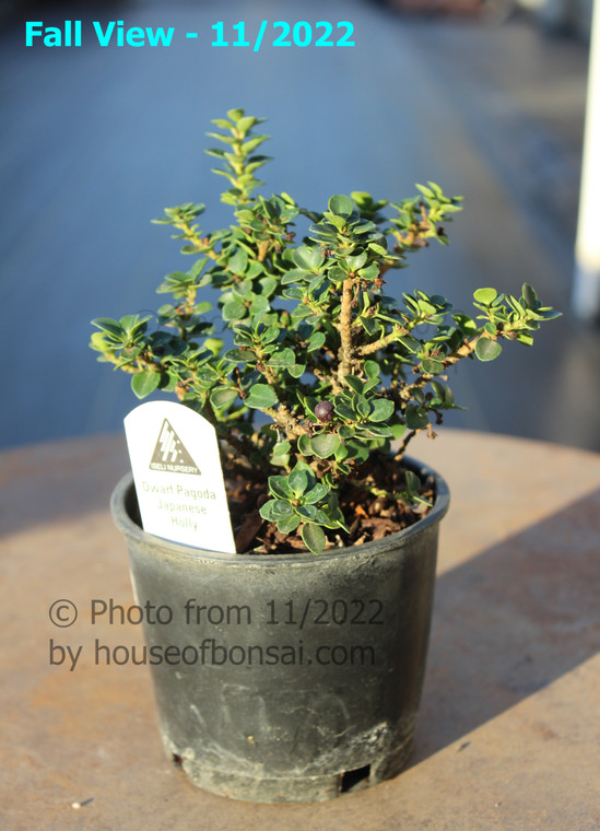 Dwarf Pagoda Japanese Holly (Ilex crenata ‘Dwarf Pagoda’) Pre-Bonsai Tree - 4 Inch - Main Image