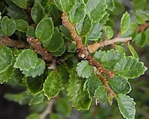 Cork Bark Seiju  Elm (Ulmus Parvifolia 'Seiju') Pre-Bonsai Tree - 4 Inch - Leaf/Foliage Close Up Example Image