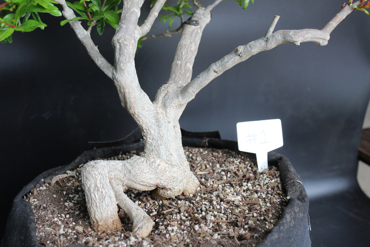 Twisted Pomegranate (Punica granatum 'Nejikan') Specimen Bonsai Tree - 2024 Release #1 - Front View Image 3 Closeup on Trunk (Taken in Mid-April 2024)