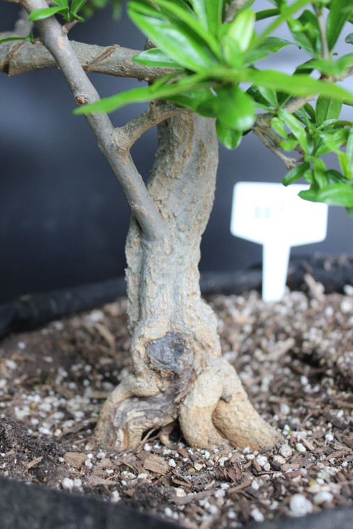 Twisted Pomegranate (Punica granatum 'Nejikan') Specimen Bonsai Tree - 2024 Release #5 - Side View Image 2 (Taken Mid-April 2024)