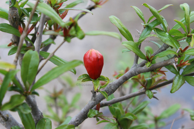 Twisted Pomegranate (Punica granatum 'Nejikan') Specimen Bonsai - 2024 Release - Large Flower Bud with Small Thorns on Branches Example Image