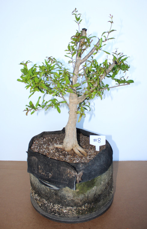 Twisted Pomegranate (Punica granatum 'Nejikan') Specimen Bonsai Tree - 2024 Release #8 - Front View Image 1