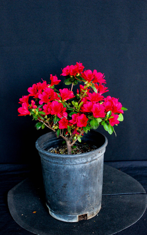 Dwarf Japanese  Satsuki hybrid  'Ruby Glow' - one gallon  Pre-Bonsai Tree