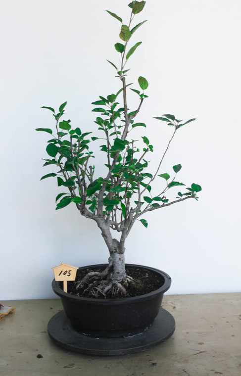 crabapple specimen flowering, fruiting bonsai tree crabapple specimen flowering, fruiting bonsai tree