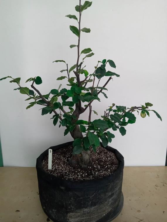 Chinese quince specimen flowering, fruiting bonsai tree Chinese quince specimen flowering, fruiting bonsai tree