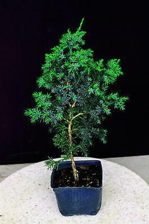 Foemina Juniper ( Needle Juniper ) Pre-Bonsai Tree - 6 Inch - Main Image