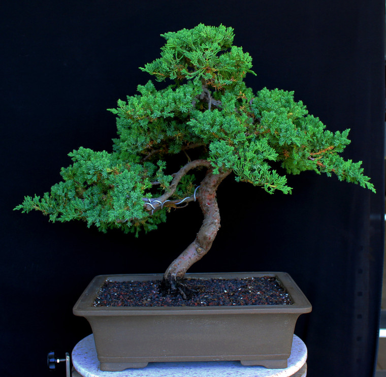 Procumbens Nana Juniper (Moyogi Style) Bonsai Tree