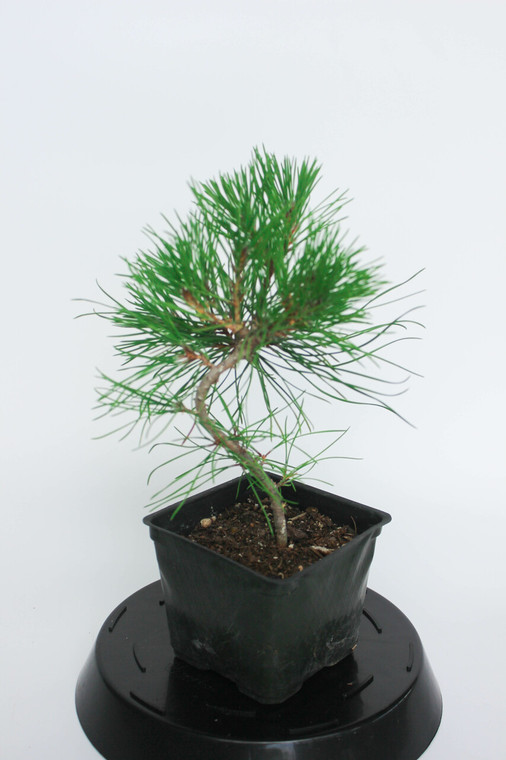 Japanese 'Mikawa' Black Pine Pre-Bonsai Shohin Tree - 4  Inch, Pot TRAINED