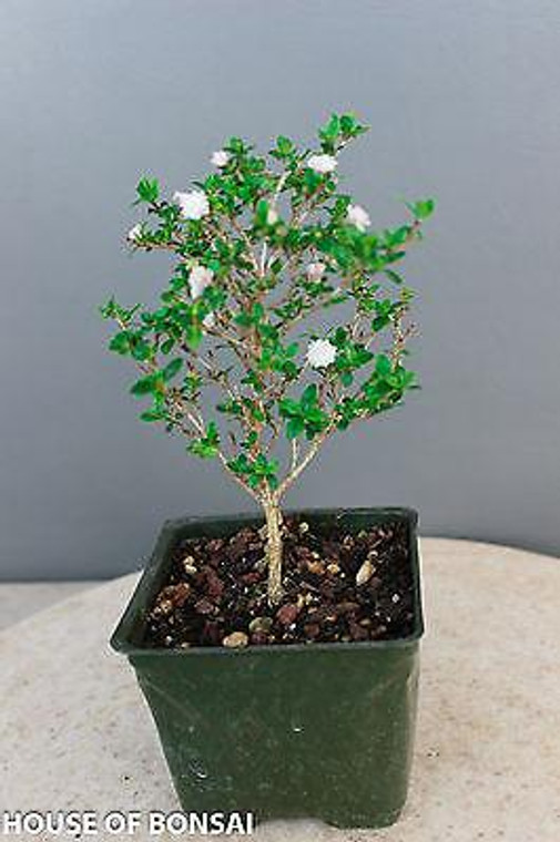 Chinese Serissa 'Snow Rose' Pre-Bonsai Tree - 4 Inch - Main Image