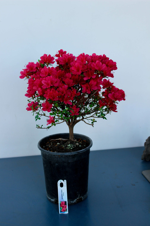 Japanese Kurume Hybrid Azalea 'Hino Crimson' 1 Gallon Pre-Bonsai Tree - Main Image