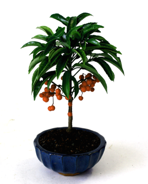 Chinese Coral Berry Gift Ready Bonsai Tree - Small - Main Image