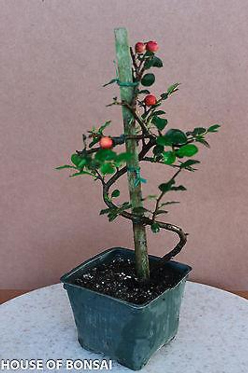 Cotoneaster 'Cranberry' Shohin Curved Trunk Pre-Bonsai Tree - 6 Inch - Main Image