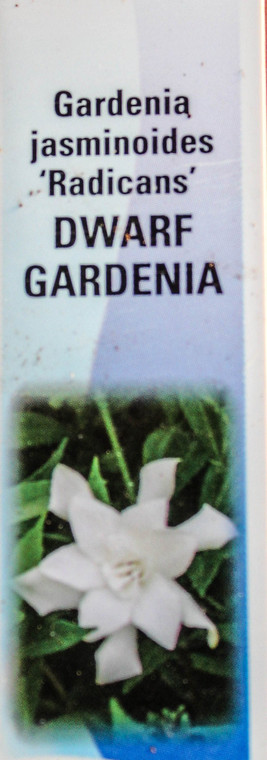 Dwarf Gardenia 'Radicans' Pre-Bonsai Tree - 6 Inch - Species Tag Closeup Image