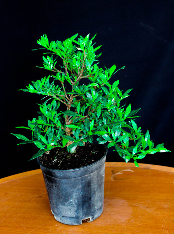 Dwarf Gardenia 'Radicans' Pre-Bonsai Tree - 6 Inch - Main Image
