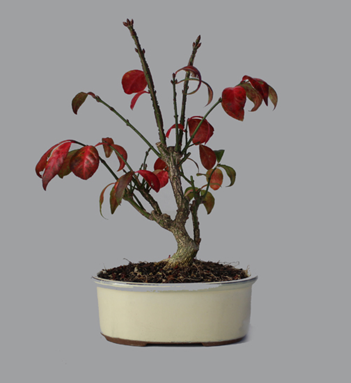 Euonymus Alatus 'Compactus' Shohin Bonsai Tree - Main Image