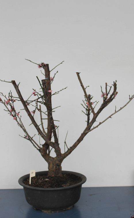 Japanese Flowering Apricot Specimen Bonsai Tree (#69) with Light Pink Flower Color [SAMPLE] - Front View Image