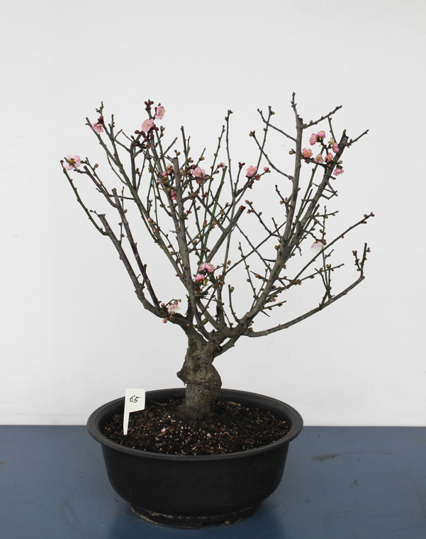 Japanese Flowering Apricot Specimen Bonsai Tree (#65) with Light Pink Flower Color [SAMPLE] - Front View Image