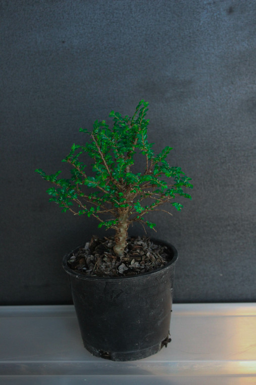 Cork Bark Seiju Chinese Elm (Ulmus Parvifolia 'Seiju') Pre-Bonsai Tree - 4 Inch - Main Image