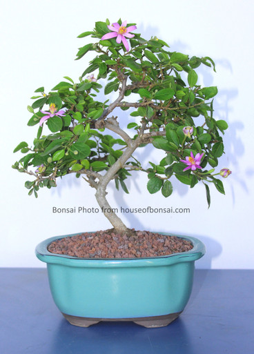 aglaonema banded Aglaonema Bidadari 8