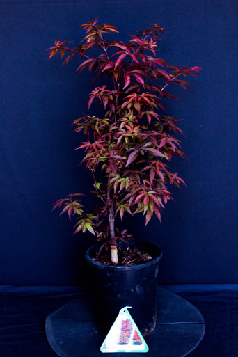 cente_1_of_1__80256.1744763513