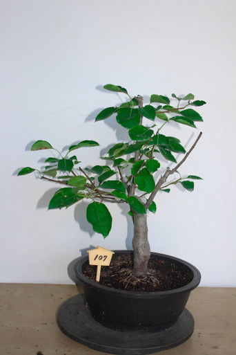 Crabapple Specimen (Flowering & Fruiting) 'Malus' Bonsai Tree