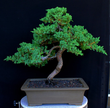 Procumbens Nana Juniper (Moyogi Style) Bonsai Tree with tray & fertilizer -  XLarge