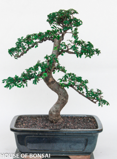 dracaena plants for sale Dracaena Marginata Tree Houseplant with Planter - Large (2' to 3' tall) Cream Planter