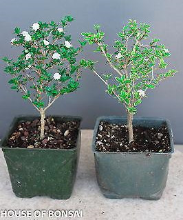 Chinese Serissa 'Mt. Fuji' & 'Snow Rose' 4 Inch Pot (Set of 2) Pre-Bonsai  Trees