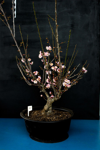 bonsai schalengröße 7,8