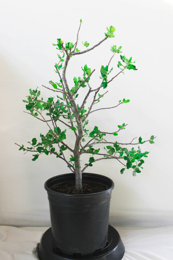 Cork Bark Oak Pre-Bonsai Tree - 2 Gallon, start to show hansome corky bark  on trunk