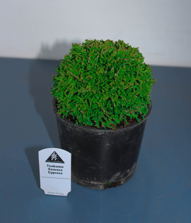Tsukumo Sawara Cypress (Chamaecyparis pisifera 'Tsukumo') Pre-Bonsai Tree -  4 Inch