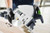 Festool FES-577677 Cordless Track Saw TSC 55 5,2 KEBI-F-Plus