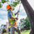 Stihl STIHL-HTA135-AP300S HTA 135 10in Cordless Pole Pruner + AP300S Battery