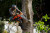 Husqvarna HUSQ-970711503 564 XP Fuel Injected Gas 62.4cc 20in Chainsaw
