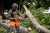Husqvarna HUSQ-970711503 564 XP Fuel Injected Gas 62.4cc 20in Chainsaw