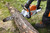 MSA 220 C-B 36V Brushless 16in Battery Chainsaw Kit