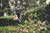STIHL STIHL-BGA250-AP30 BGA 250 Battery Handheld Blower Kit with AP 30 7.5Ah Battery
